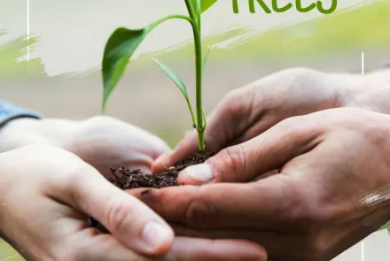 Let’s Plant New Trees